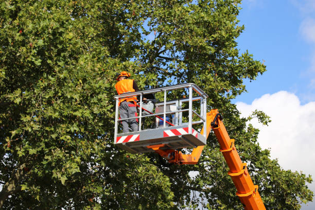 Best Emergency Tree Removal  in Iyanbito, NM